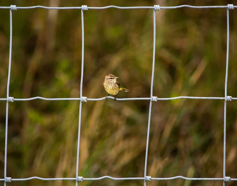 debunking misconceptions about anti bird netting