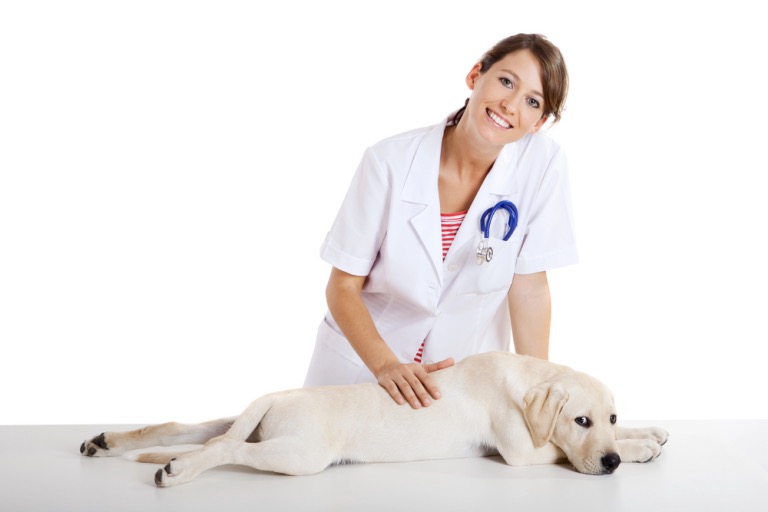 what to expect before during and after spaying or neutering your pet