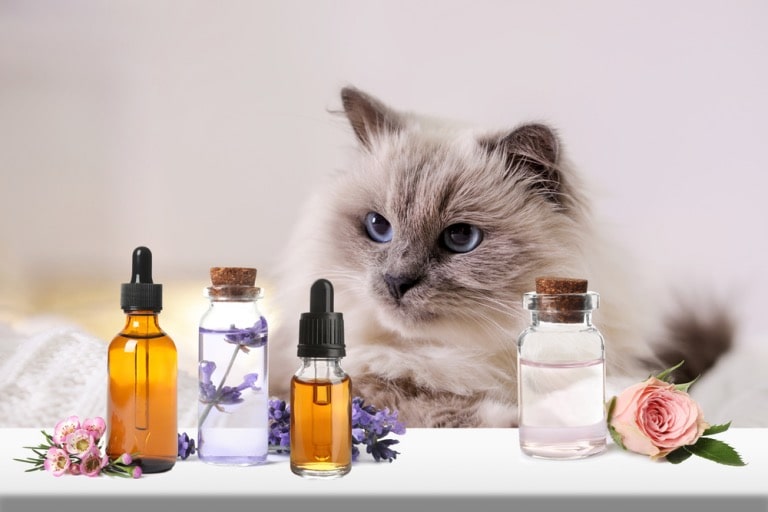 essential oils and cats