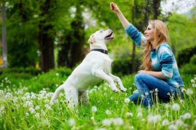 what to expect during your dogs first training session