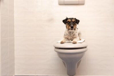 potty training a rescue dog