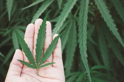 why cannabis is the next big thing in the business world