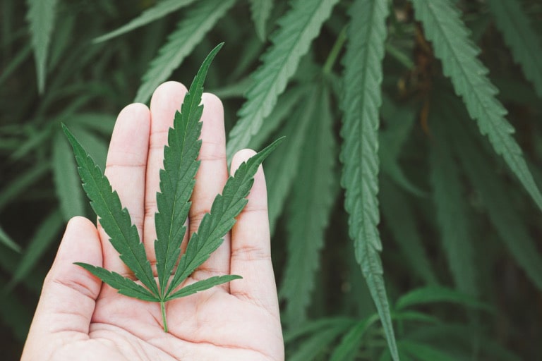 why cannabis is the next big thing in the business world