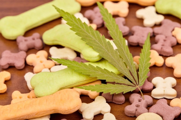 5-key-benefits-of-cbd-chews-for-dogs-you-should-know